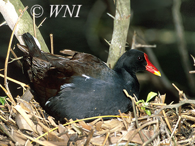 Common Gallinule (Gallinula galeata)